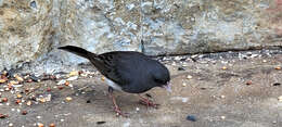 Image of Junco hyemalis carolinensis Brewster 1886