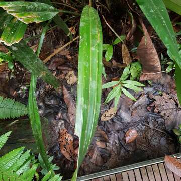 Image of Mapania cuspidata (Miq.) Uittien