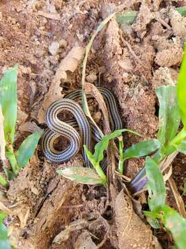 Elapomorphus Wiegmann 1843 resmi