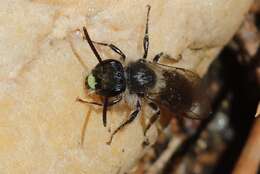 Image of Bradley's Andrena