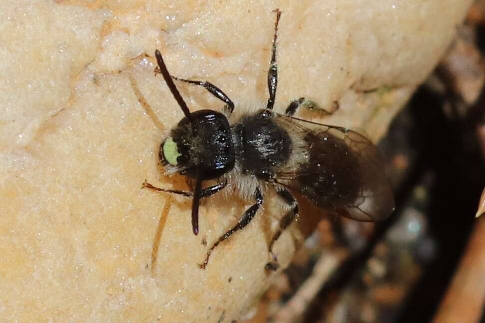 Image of Bradley's Andrena