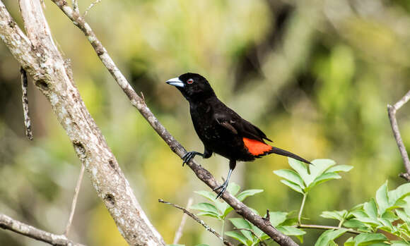 Image of Ramphocelus flammigerus flammigerus