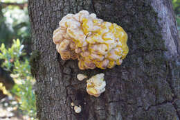 Image of Laetiporus gilbertsonii Burds. 2001