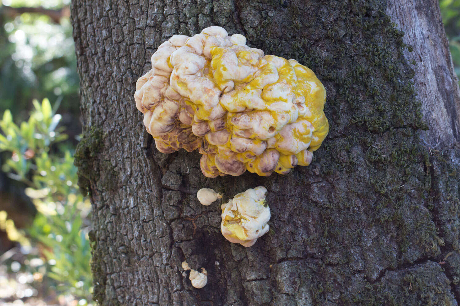 Image of Laetiporus gilbertsonii Burds. 2001