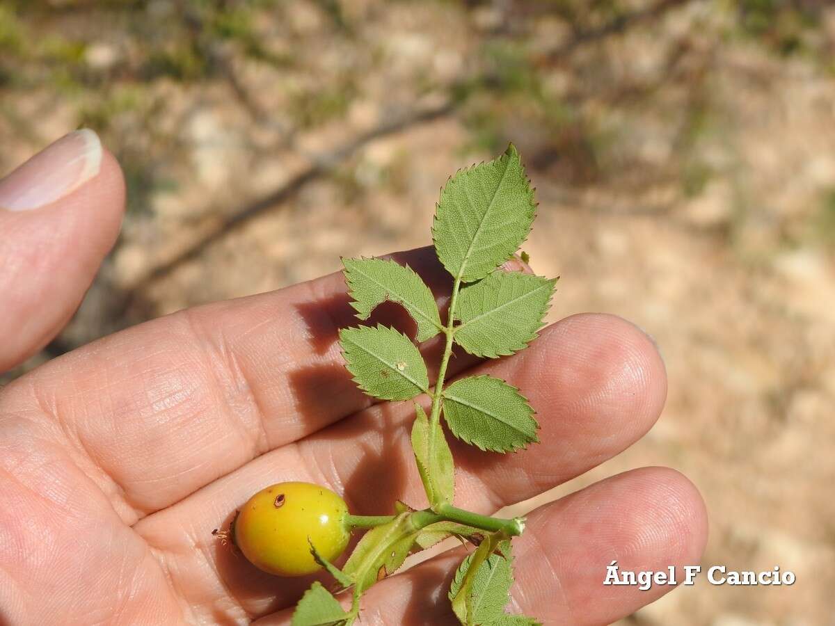 Image of Rosa andegavensis Bast.