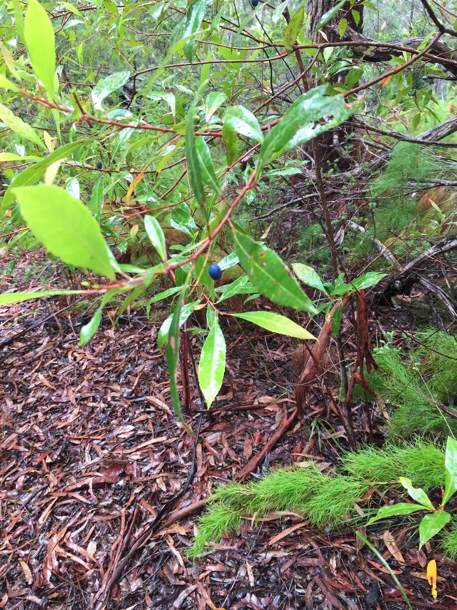 Image of Elaeocarpus reticulatus Sm.