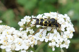 Image of Clytus rhamni Germar 1817