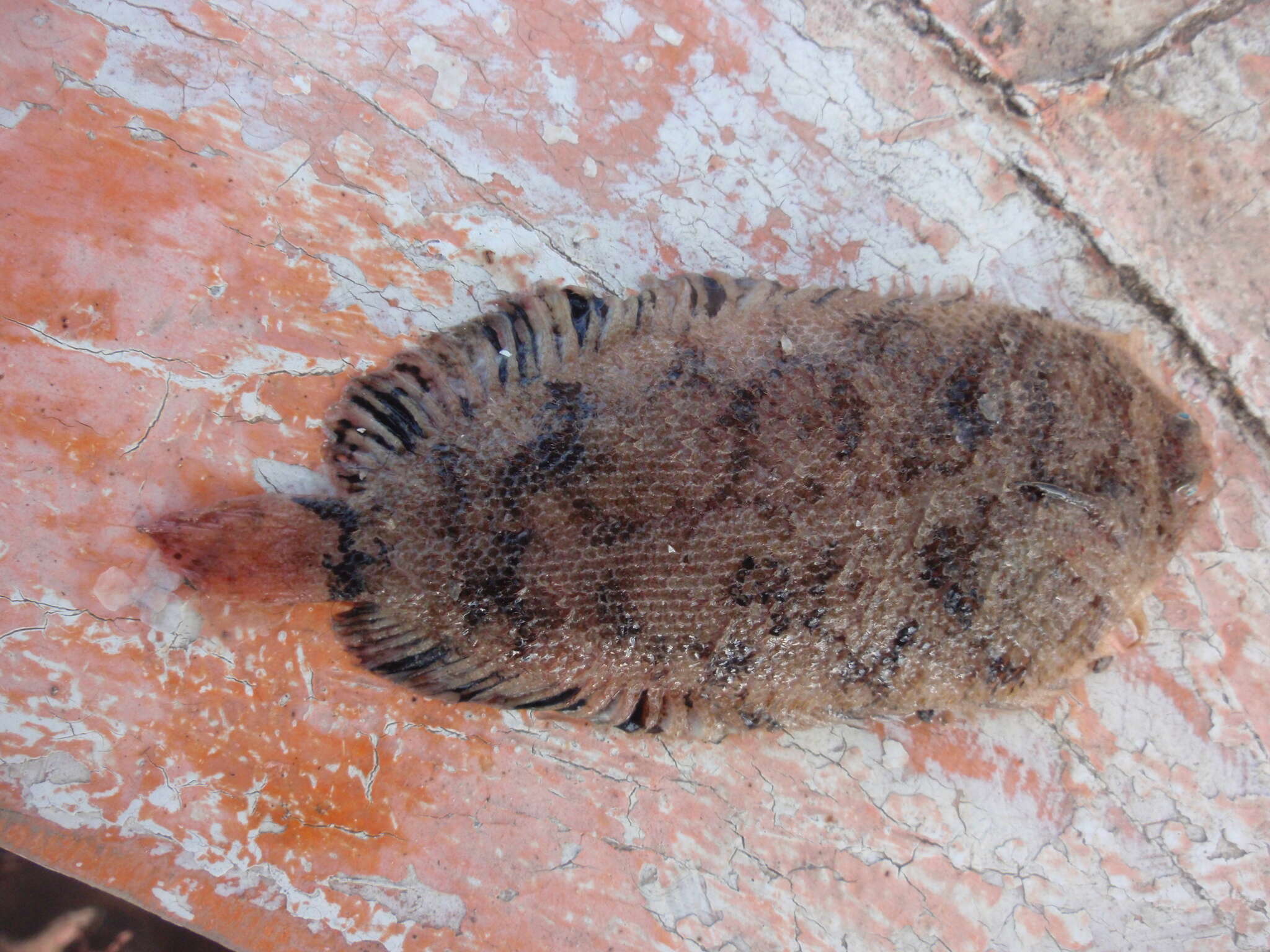 Image of Whiskered sole