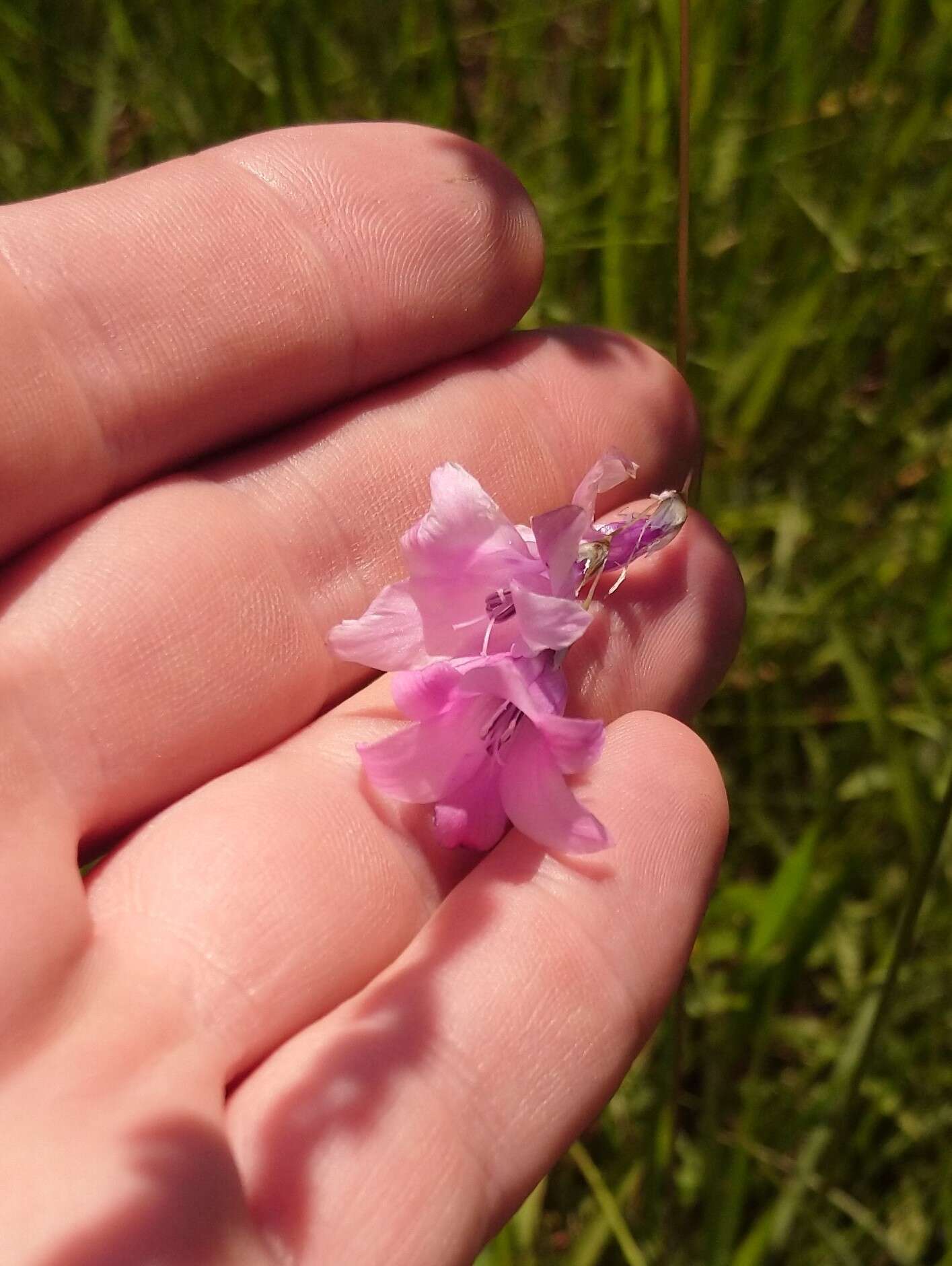 صورة Dierama mossii (N. E. Br.) Hilliard