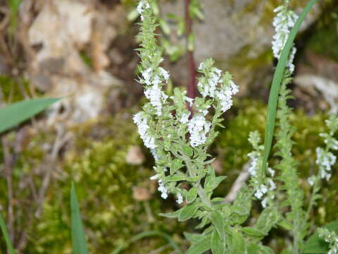 Imagem de Anarrhinum duriminium (Brot.) Pers.