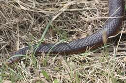 Image of Lowland copperhead