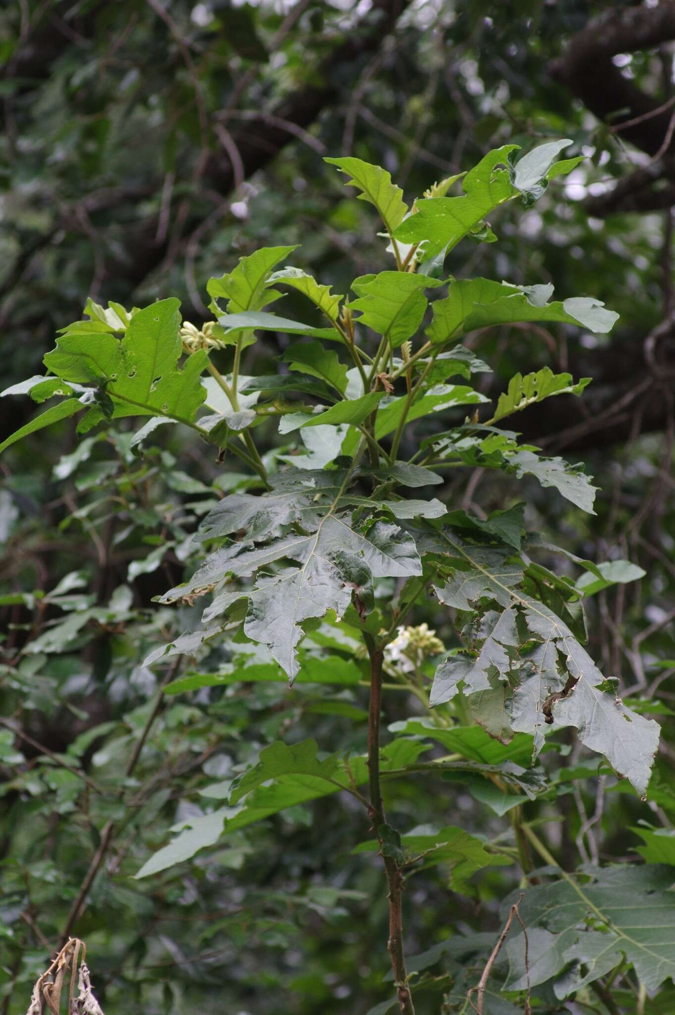 Solanum chrysotrichum Schltdl.的圖片