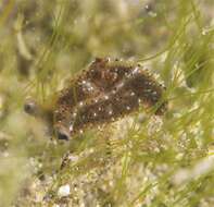 Image of Polycera melanosticta M. C. Miller 1996