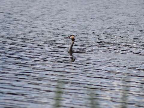 Image of Podiceps Latham 1787