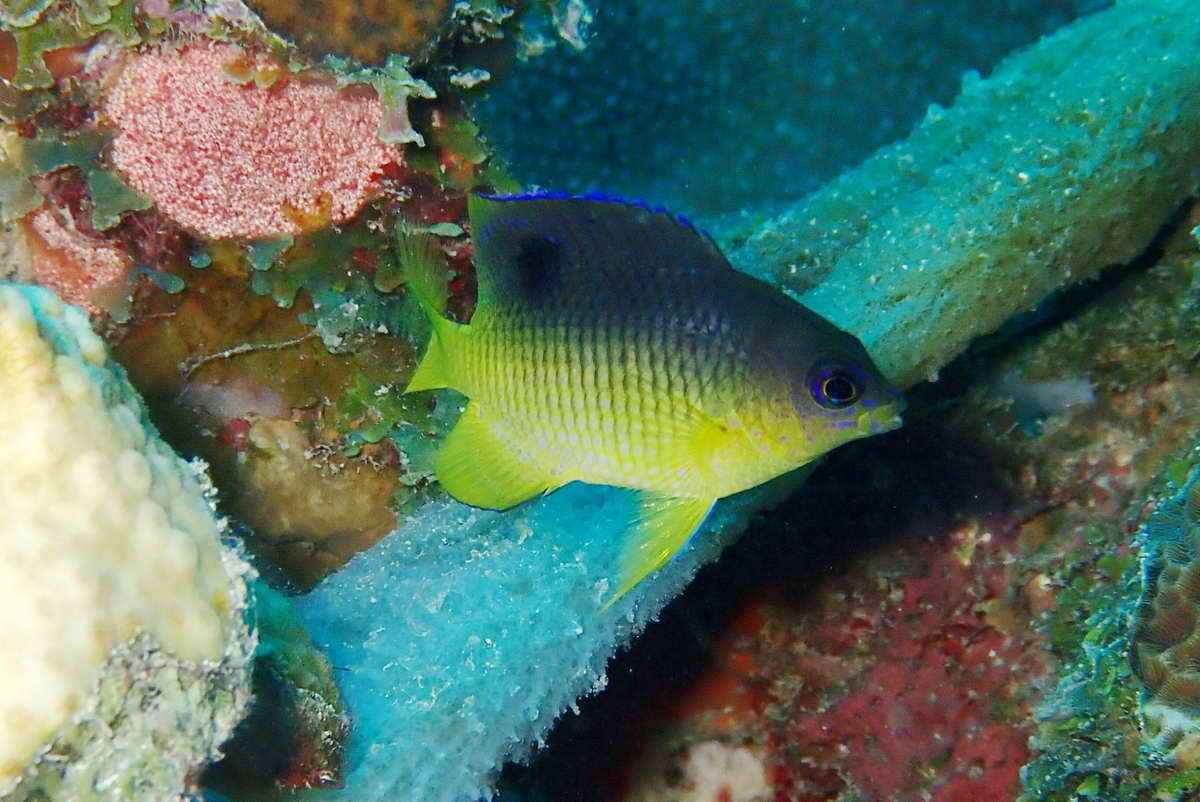 Image of Cocoa damselfish