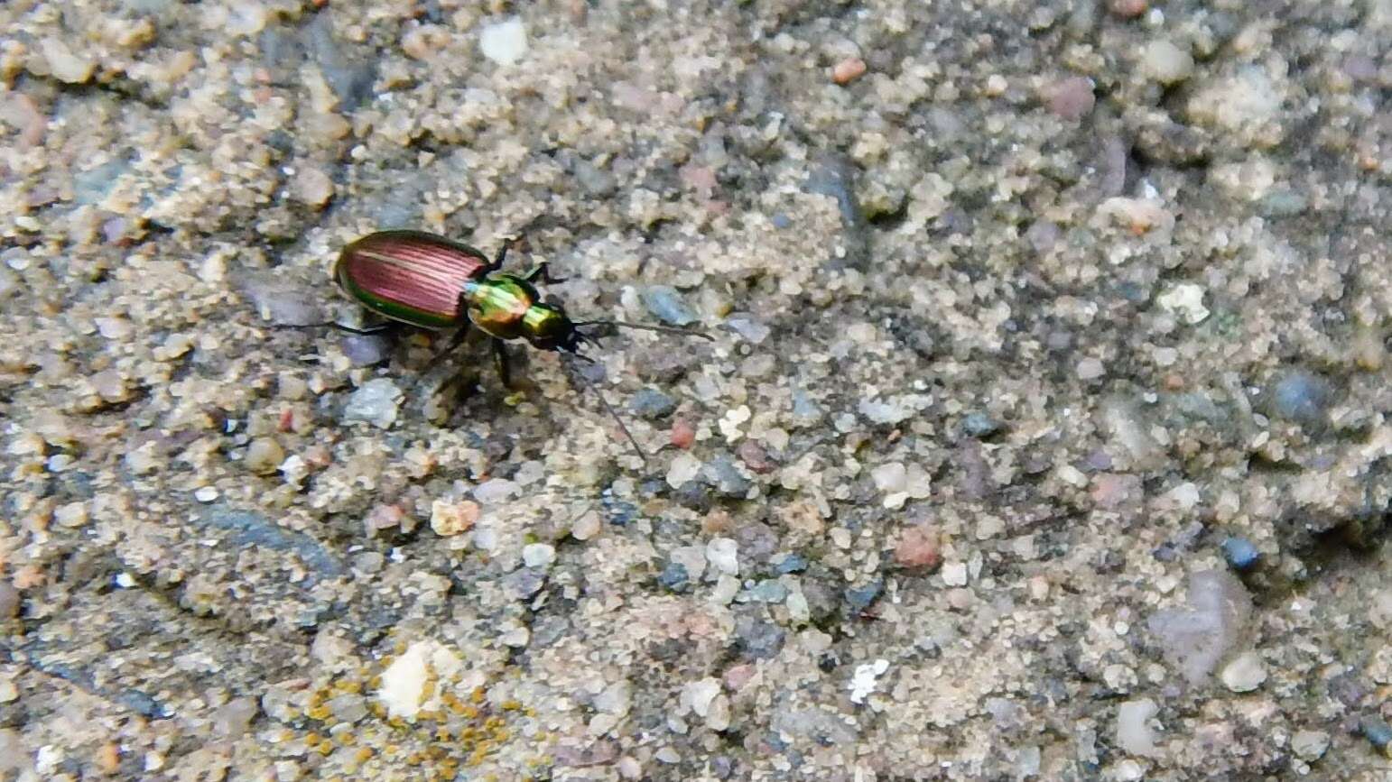 Image of Agonum (Olisares) cupripenne (Say 1823)