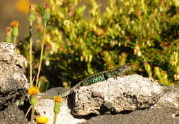 Image of Painted Tree Iguana