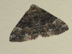 Image of Aporoctena scierodes Meyrick 1892