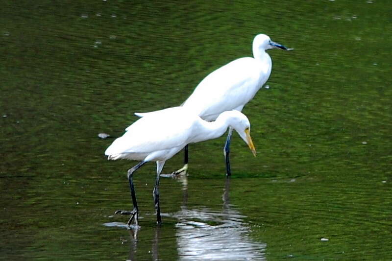 Image of Bubulcus ibis coromandus