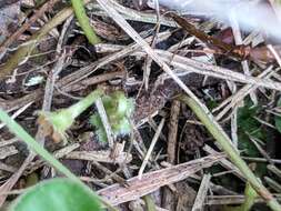 Imagem de Dichondra recurvata Tharp & M. C. Johnston