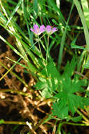 Image of Geranium collinum Stephan ex Willd.