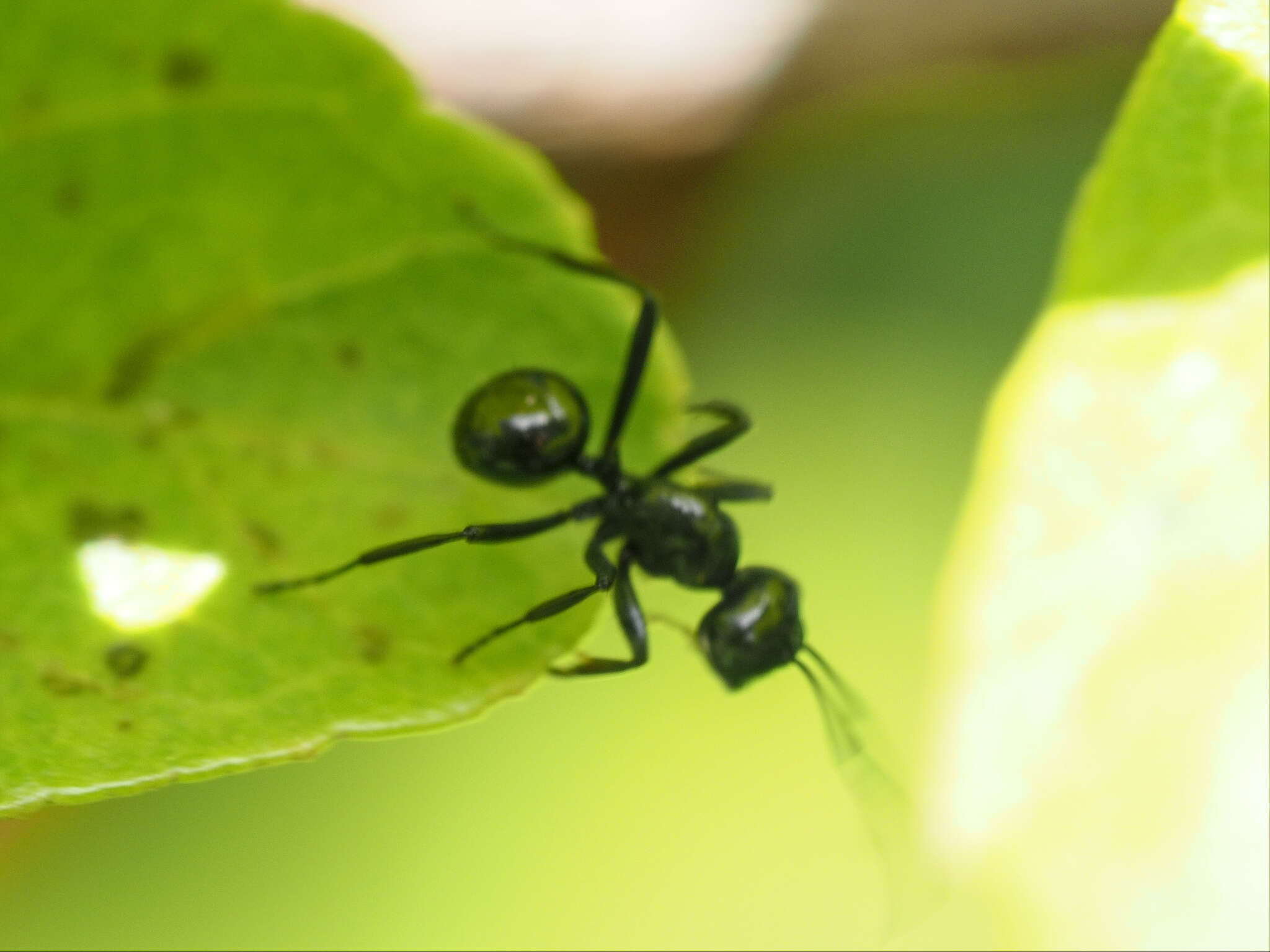 Image of Polyrhachis pilosa Donisthorpe 1938