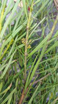 Image of Podocarpus capuronii de Laub.