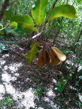 Image of Nesogordonia stylosa H. Perrier