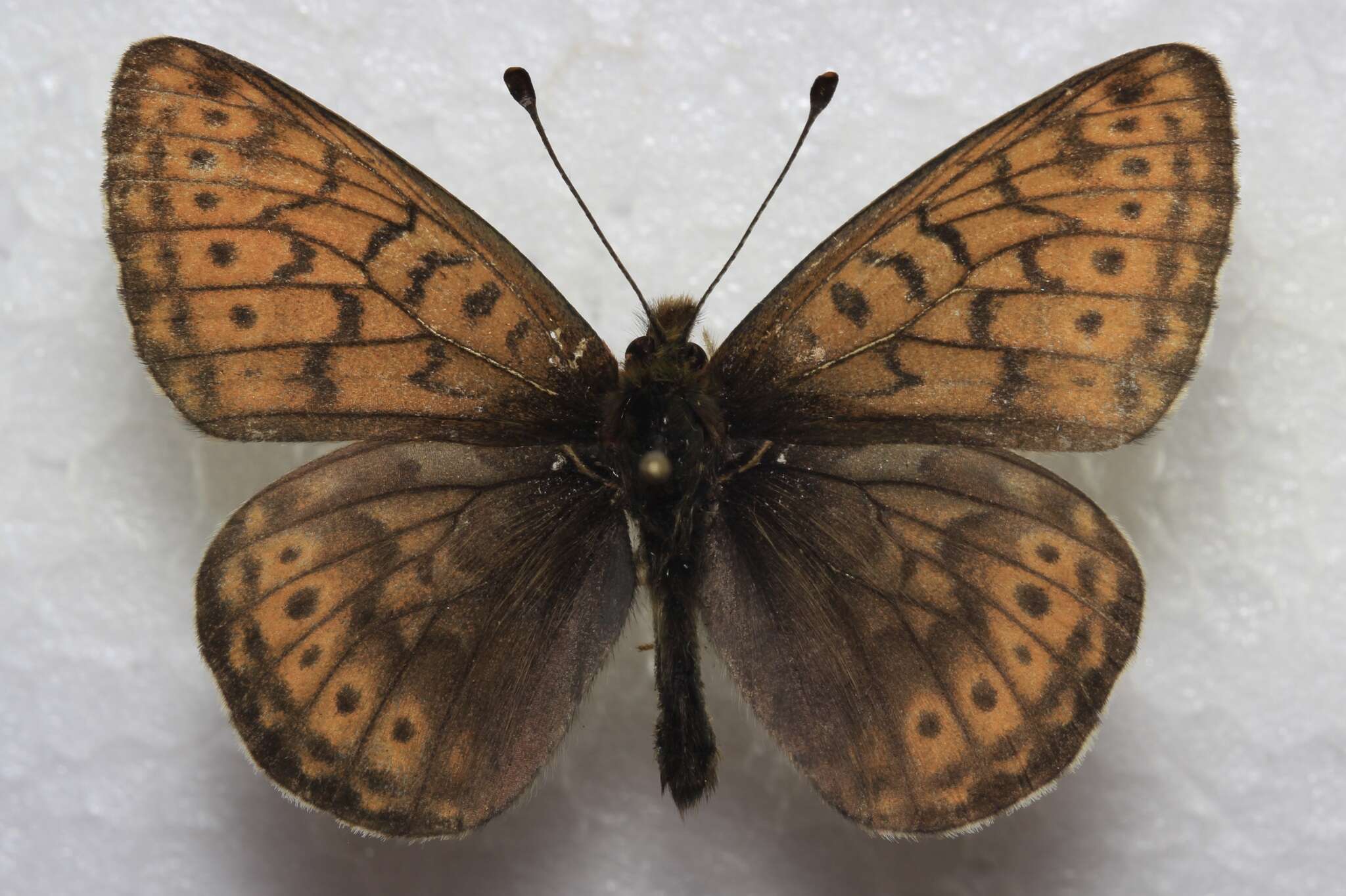 Plancia ëd Boloria astarte distincta (Gibson 1920)