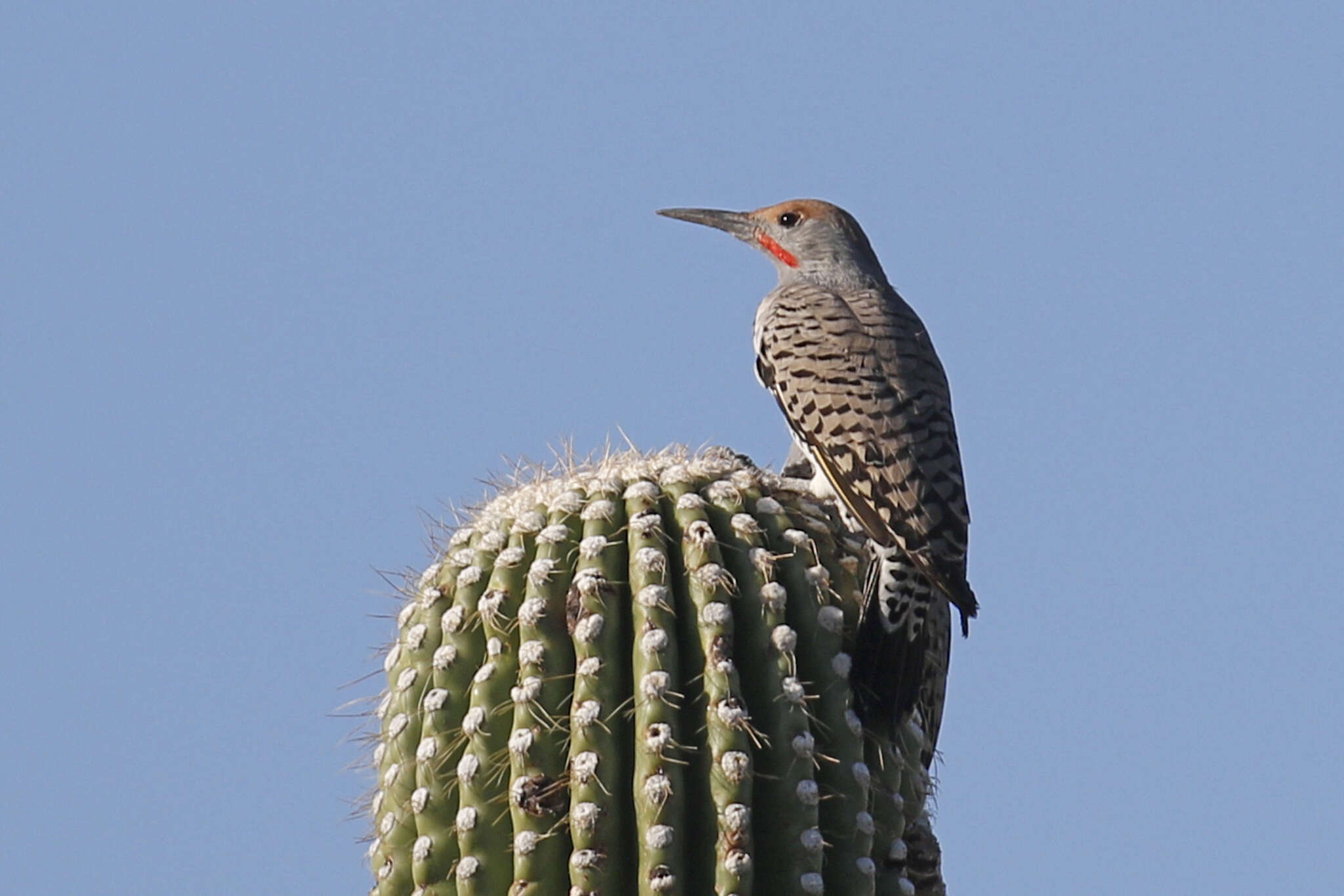 Image of Gilded Flicker