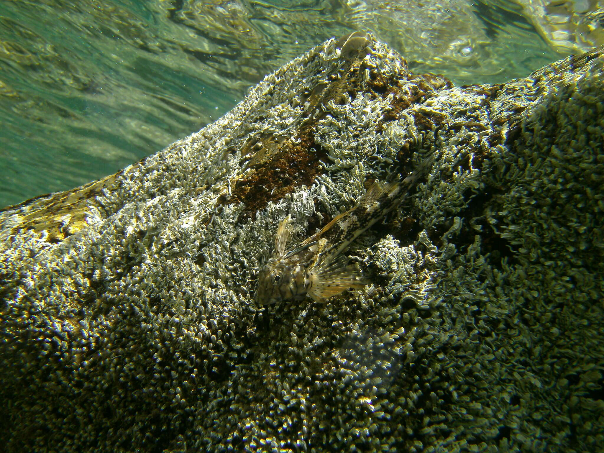 Image of Western Jumping Blenny