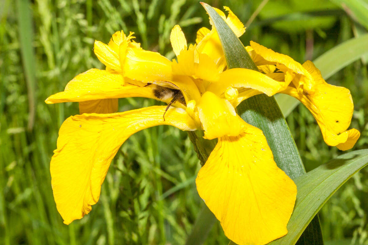 Plancia ëd Bombus hortorum (Linnaeus 1761)