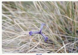 Image of Iris serotina Willk.