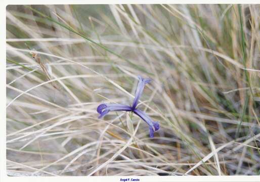 Image de Iris serotina Willk.