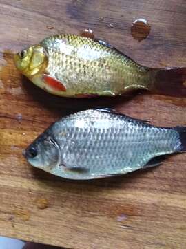 Image of Crucian Carp