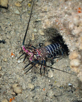 Image of Banded Spiny Lobster