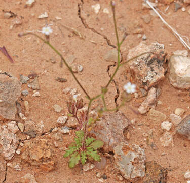 Image of coyote gilia