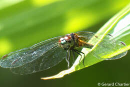 Image de Amphithemis curvistyla Selys 1891