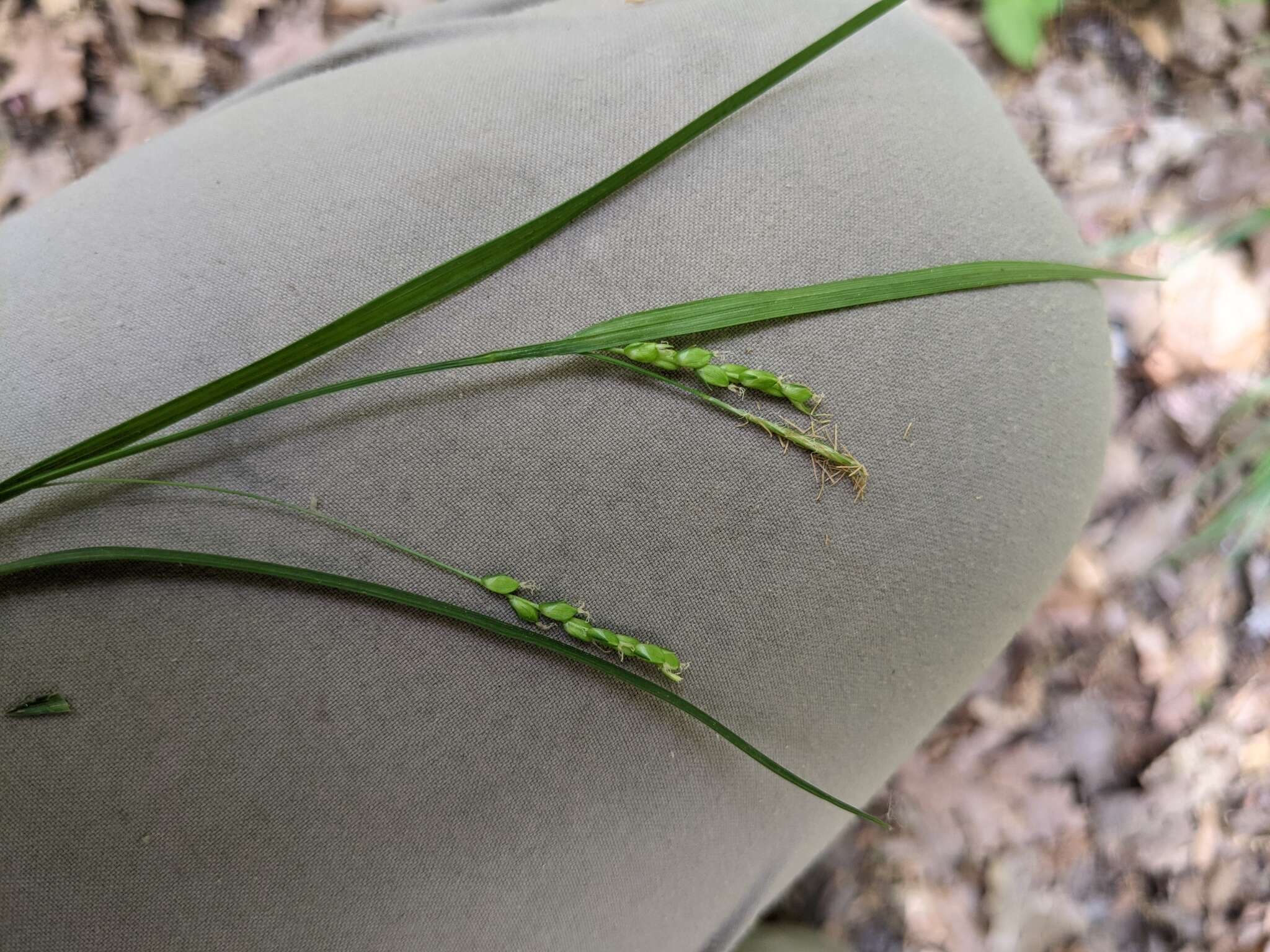 Image of slender woodland sedge