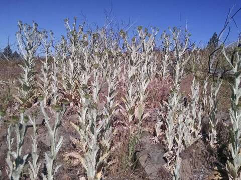 Image of Cotton Thistle
