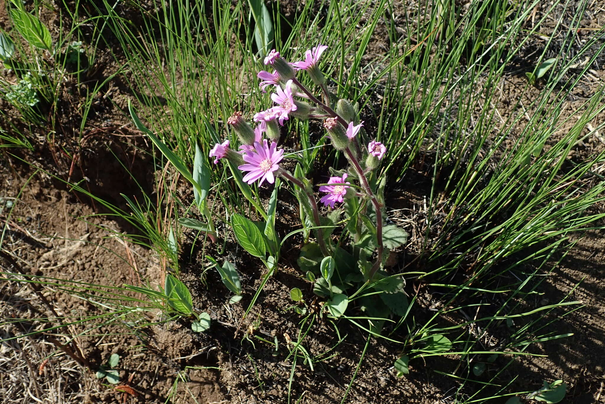 Senecio speciosus Willd. resmi