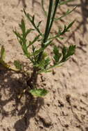 Plancia ëd Eurytaenia texana Torr. & Gray