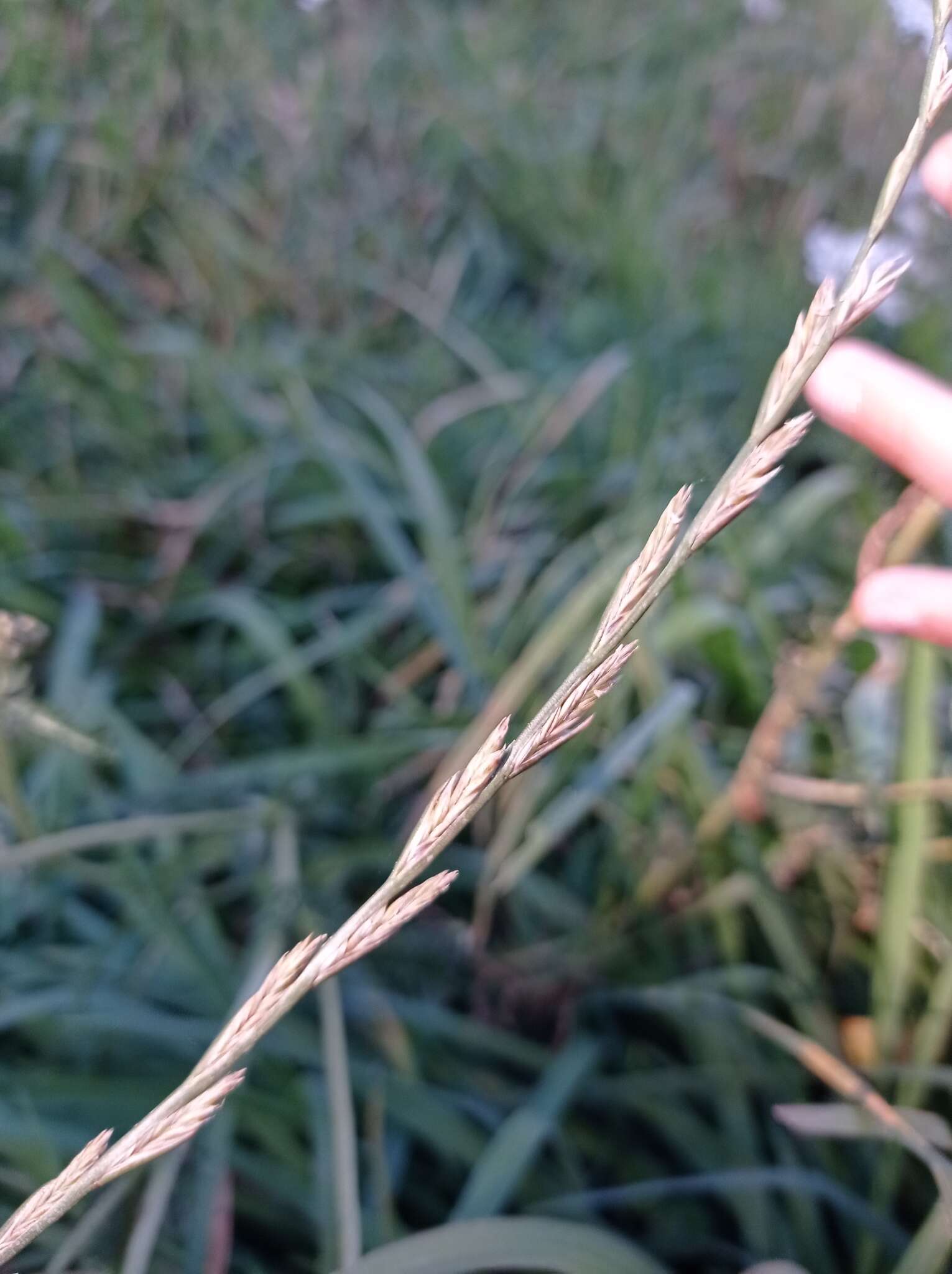 Image of Wimmera ryegrass