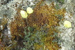 Sivun Papaver macounii subsp. discolor (Hultén) Rändel ex D. F. Murray kuva