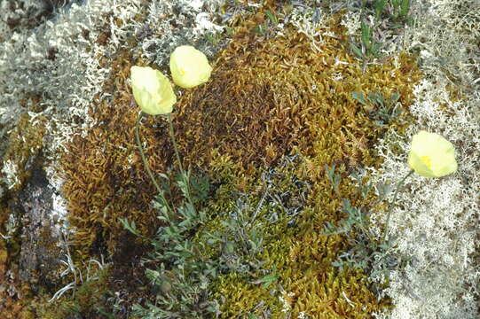 Image of Macoun's poppy