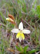 Image of Sparaxis parviflora (G. J. Lewis) Goldblatt