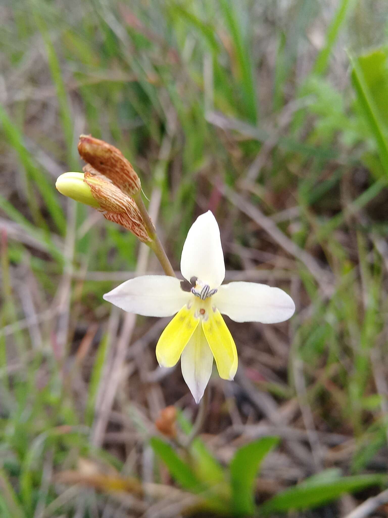 Image of Sparaxis parviflora (G. J. Lewis) Goldblatt