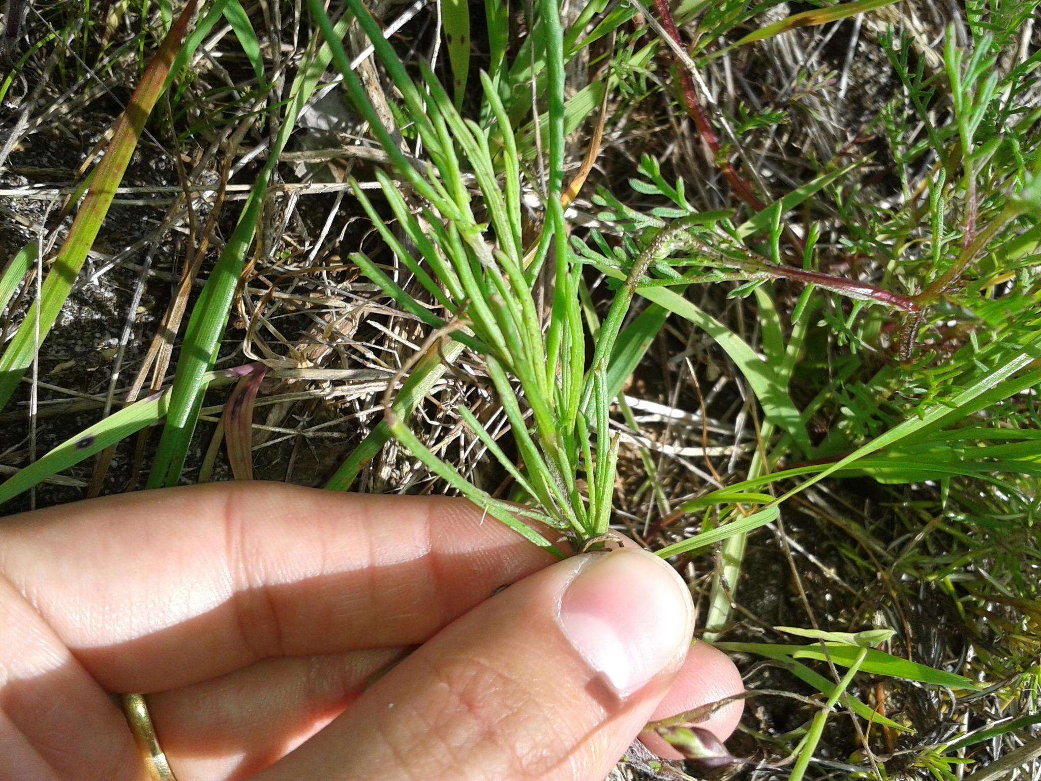 Image of Senecio burchellii DC.