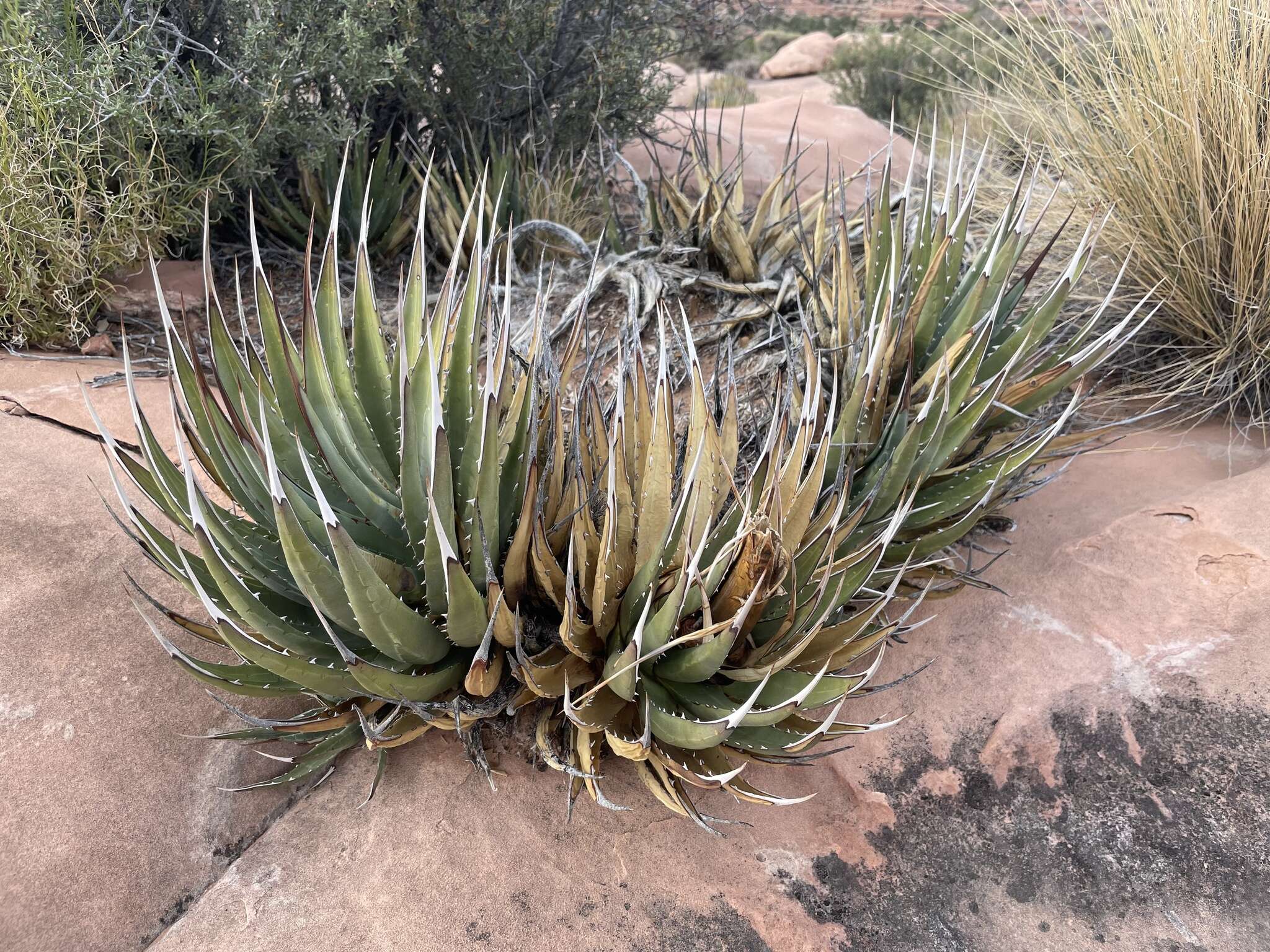 Слика од Agave utahensis subsp. utahensis