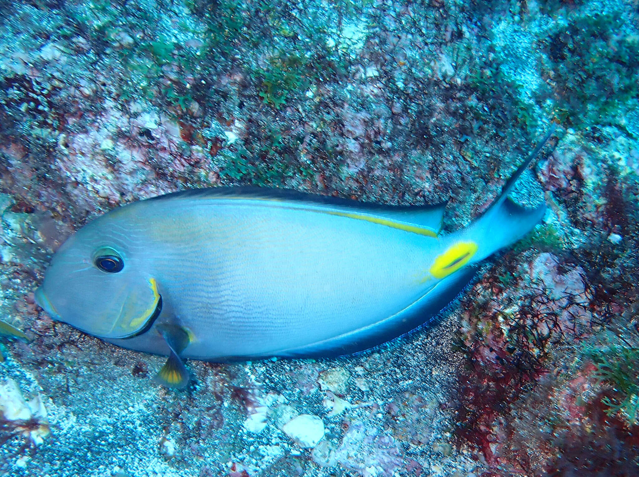 Image of Monrovia Surgeonfish